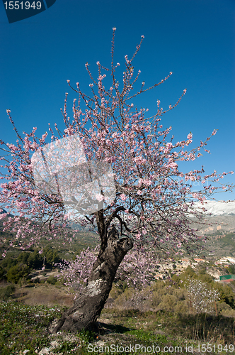 Image of Almont tree