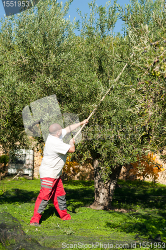 Image of Olive harvest