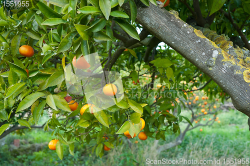 Image of Ripe oranges