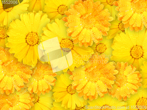 Image of Background of orange and yellow wet flowers