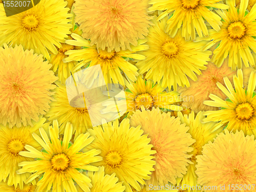 Image of Abstract background of yelow flowers