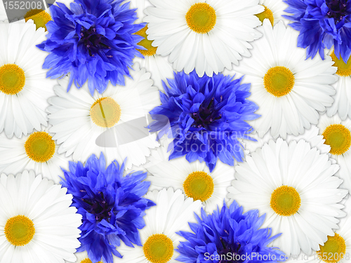 Image of Background of blue and white flowers