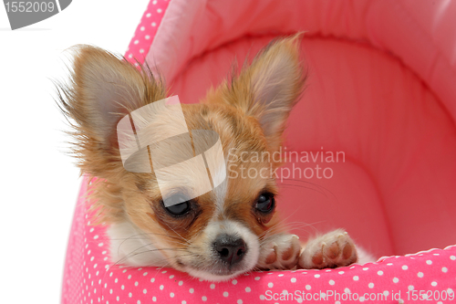 Image of puppy chihuahua