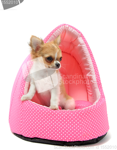 Image of puppy chihuahua