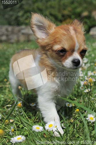 Image of puppy chihuahua