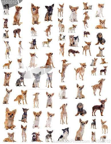 Image of chihuahuas