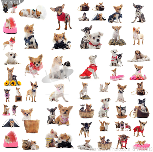 Image of chihuahuas