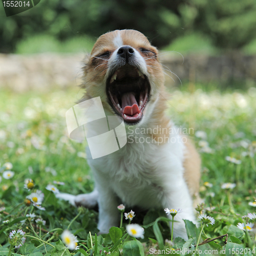 Image of yawning puppy chihuahua