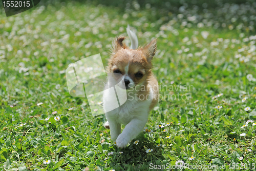 Image of running puppy chihuahua