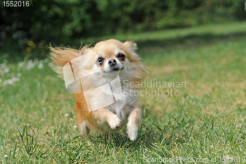 Image of running chihuahua