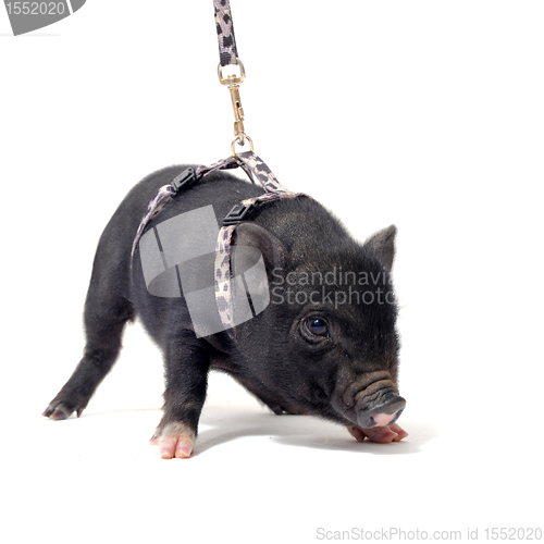 Image of little piggy