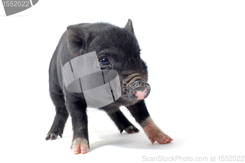 Image of liitle piggy