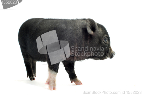 Image of liitle piggy