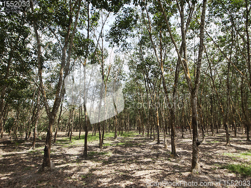 Image of Hevea  forest
