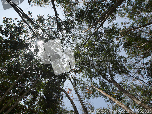 Image of Latex trees