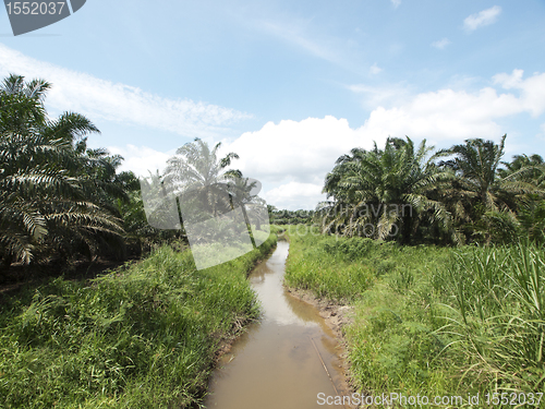 Image of Palm oil trees landscape