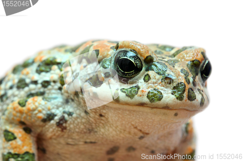 Image of toad macro portrait
