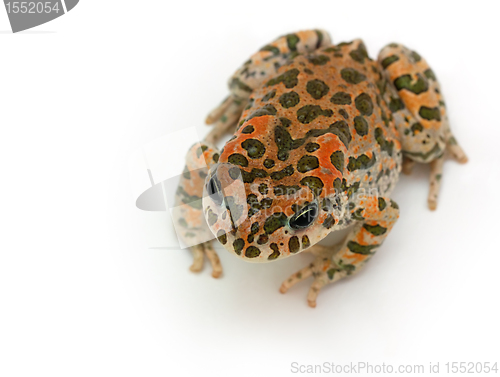 Image of toad sitting