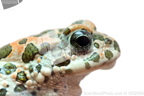 Image of toad macro portrait