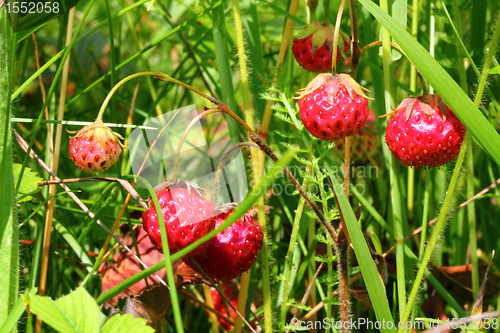 Image of wild strawberry close-up