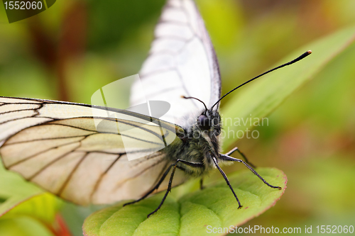 Image of butterfly on green leaf macro