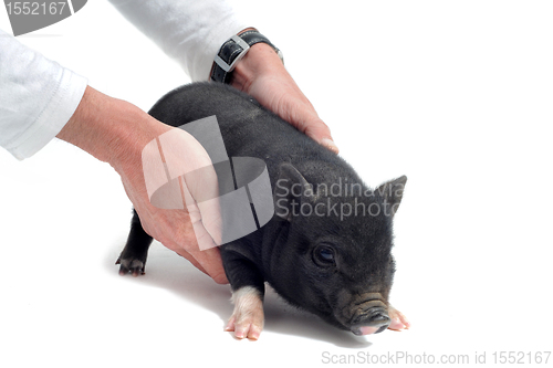 Image of little piggy