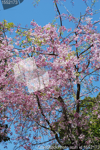 Image of blossom cherry
