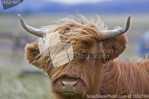 Image of young brown highland cattle