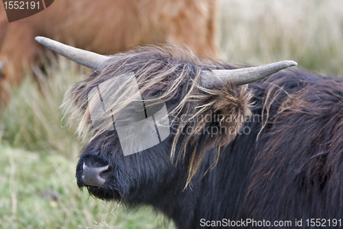 Image of dark highland cattle