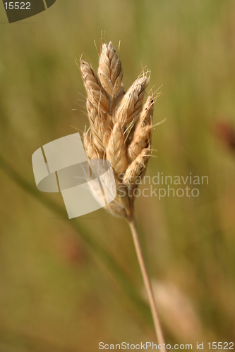 Image of Wild Grass