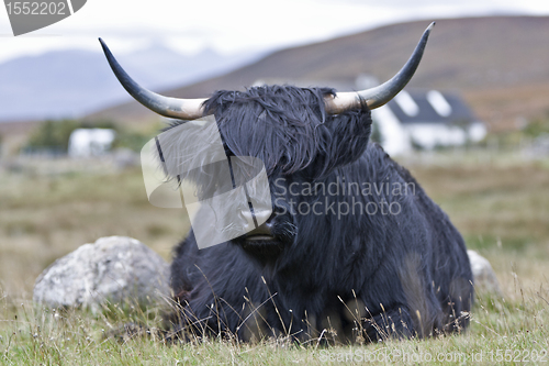 Image of young brown highland cattle