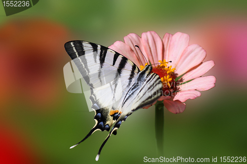 Image of butterfly on flower