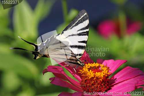 Image of butterfly on flower
