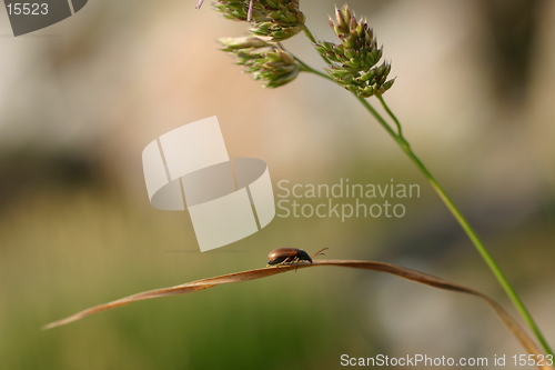 Image of Insect on Grass