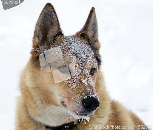 Image of Muzzle of hunting dogs in the snow