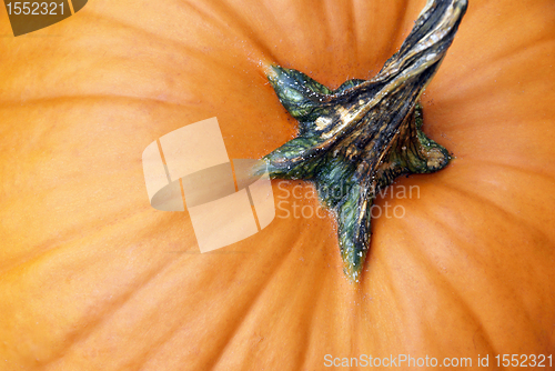 Image of Pumpkin