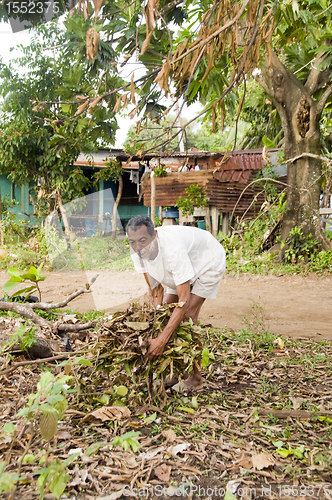 Image of native Nicaraguan man gathering brush for fire Corn Island Nicar