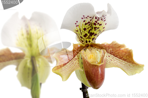 Image of Close up of orchid (Paphiopedilum Maudiae) 