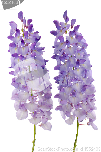 Image of Wisteria flowers