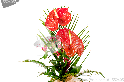 Image of Beautiful red anturio flowers