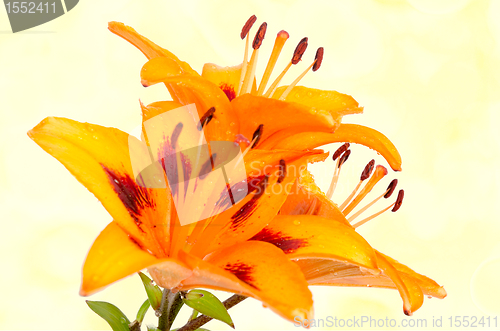 Image of Orange lily flowers