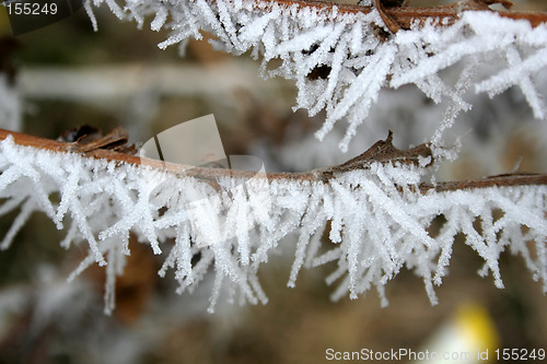 Image of Hoarfrost