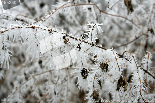 Image of Hoarfrost