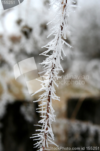 Image of Hoarfrost