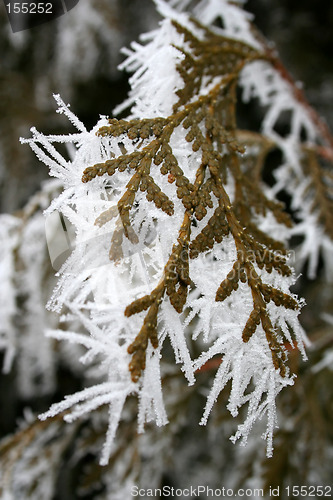 Image of Hoarfrost