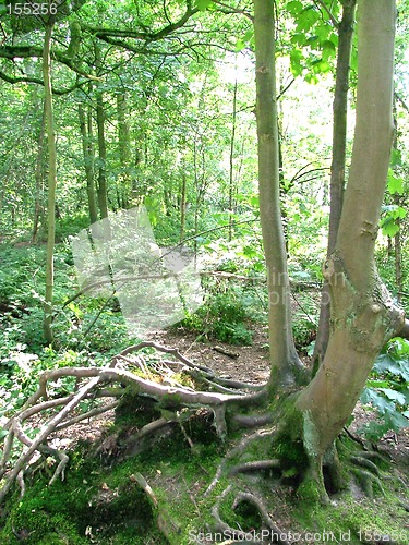 Image of Tree with exposed roots.