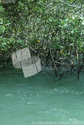 Image of Mangrove in Costa Rica