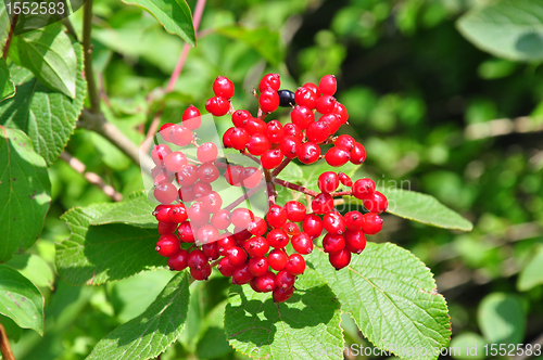 Image of Wayfaring tree (Viburnum lantana)