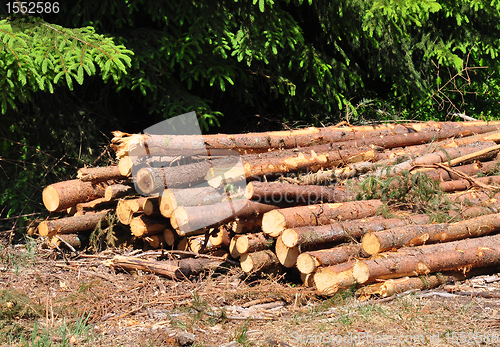 Image of Wood logs