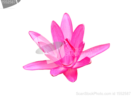 Image of Water lily